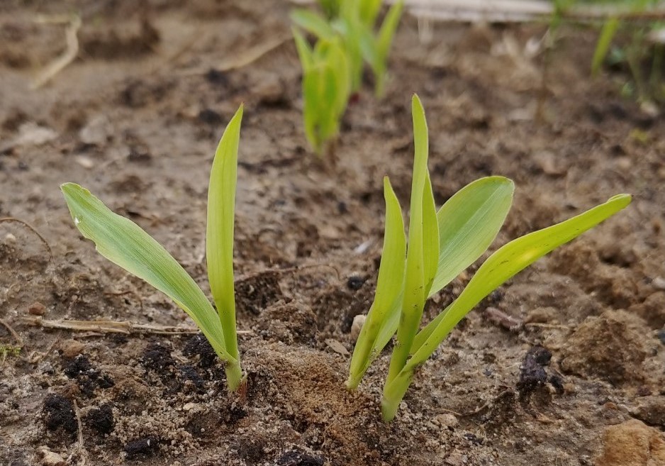 Spring Triumphs and Trials on the Half-Acre (July&nbsp;8/22)