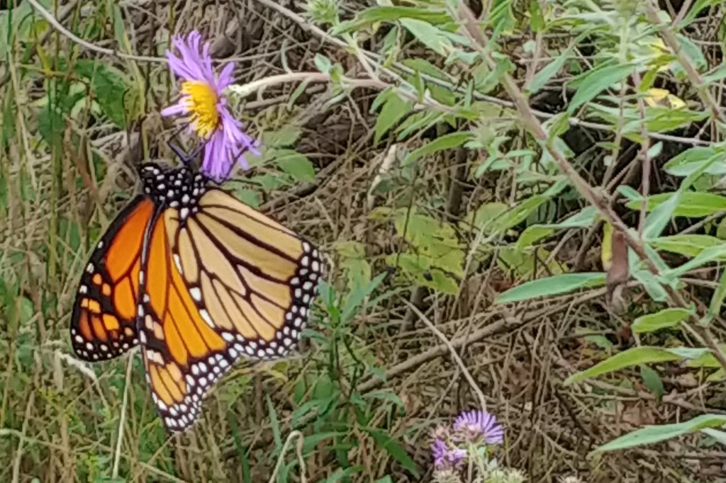 The Magical Rescue of a Monarch Butterly (Oct.&nbsp;27/22)