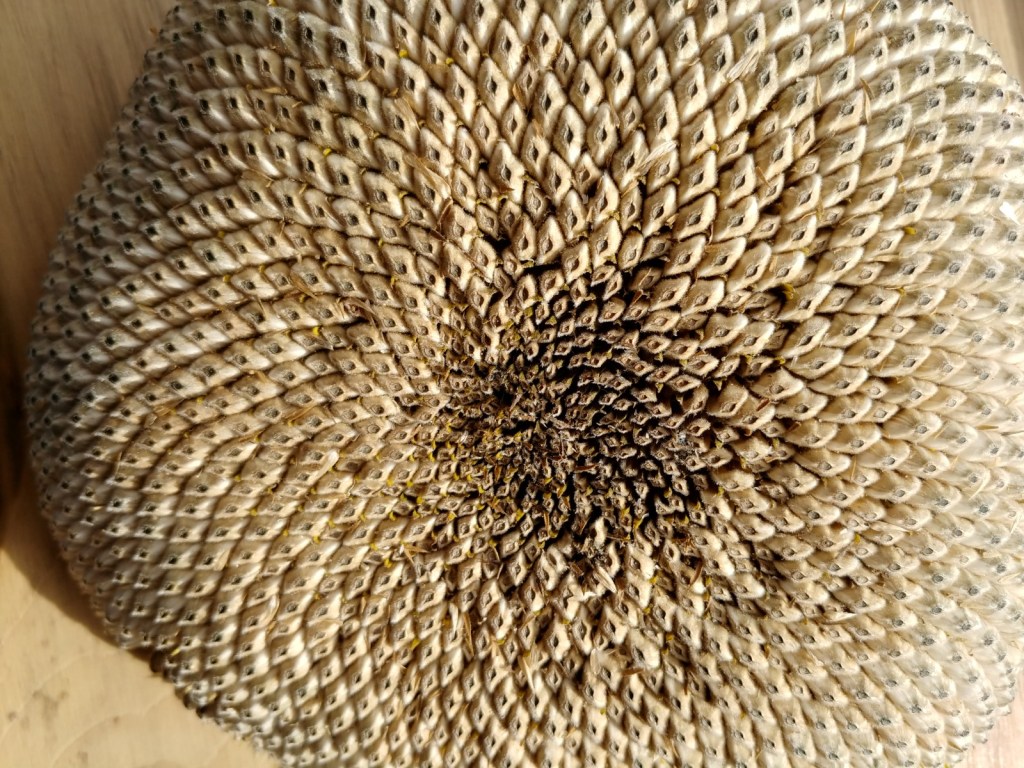 What Happened to My Garden? (Nov. 28/&nbsp;22)