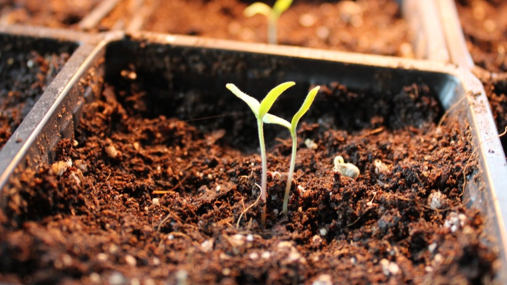 Seedling and Garden Update (May&nbsp;20/22)