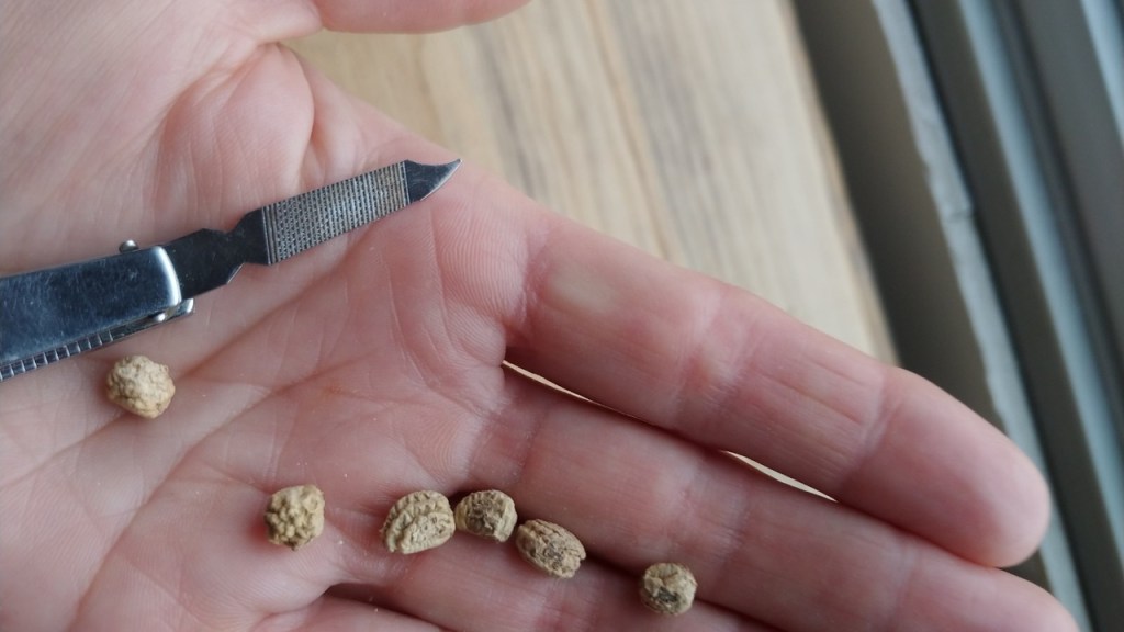 Seed Starting and Other Spring Fun (Apr.&nbsp;15/22)